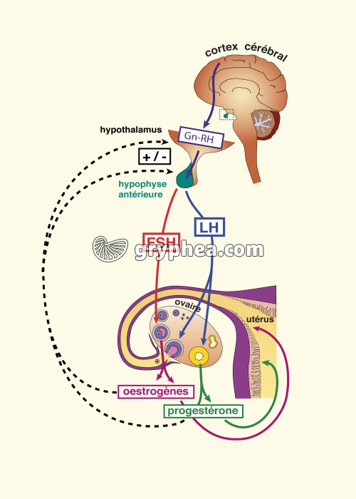 Cycle hormonal reproducteur chez la femme - infographie - gryphea.com